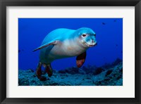 Monk Seal Fine Art Print