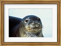 Monk Seal Fine Art Print