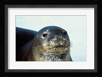 Monk Seal Fine Art Print