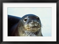 Monk Seal Fine Art Print