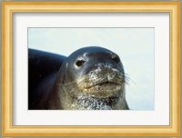 Monk Seal Fine Art Print