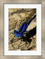 Springwater Dragonfly Fine Art Print