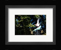 Weathvane, Bangor Fine Art Print