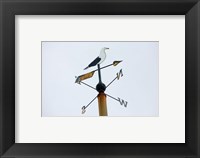 Seagull Weathervane Fine Art Print