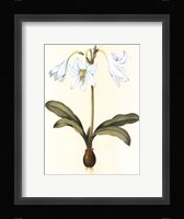 Belladonna Lilies I Framed Print