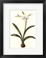 Belladonna Lilies II Fine Art Print