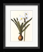 Belladonna Lilies III Framed Print