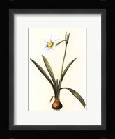 Belladonna Lilies IV Framed Print