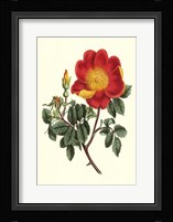 Vibrant Blooms IV Framed Print