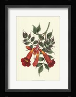 Vibrant Blooms II Framed Print