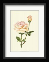Victorian Rose IV Fine Art Print