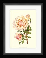 Victorian Rose III Fine Art Print