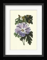 Antique Hibiscus IV Framed Print