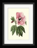 Antique Hibiscus III Framed Print