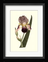 Iris Varieties Framed Print