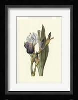Iris Varieties V Framed Print