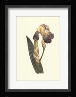 Iris Varieties IV Framed Print