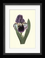 Iris Varieties III Framed Print
