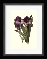 Iris Varieties II Framed Print
