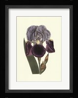 Iris Varieties I Framed Print