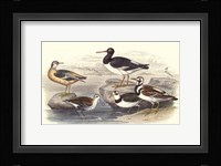 Oyster Catchers Framed Print