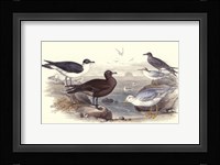 Gulls & Terns Framed Print