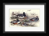 Duck Varieties Framed Print