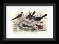 Skylark, Song Thrush, & Red Breast Framed Print