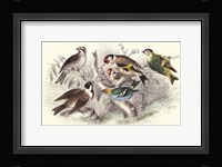 Gold Finch, Buntings, & Wrens Fine Art Print