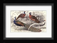 Peacock & Pheasants Framed Print