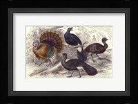 Turkey & Curassows Framed Print