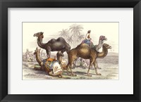 Arabian Camels Framed Print