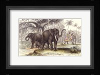 Asiatic Elephants Framed Print
