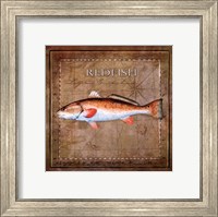 Ocean Fish IX Fine Art Print