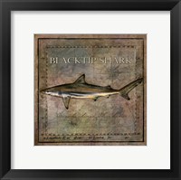 Ocean Fish VI Fine Art Print