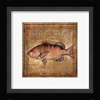 Ocean Fish VII Framed Print