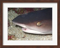 Whitetip Reef Shark Head Fine Art Print