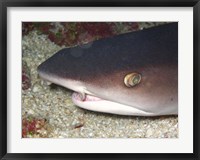 Whitetip Reef Shark Head Fine Art Print
