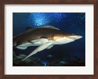 Inside Aquarium Tunnel Viewing Sharks Fine Art Print