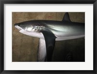 Thresher Shark Fine Art Print