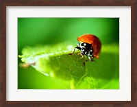 Anderson Mancini Ladybug Fine Art Print