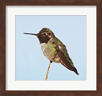 Anna's Hummingbird Fine Art Print