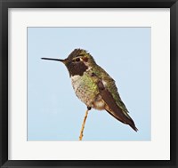 Anna's Hummingbird Fine Art Print