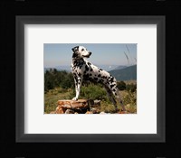 Dalmation Fine Art Print