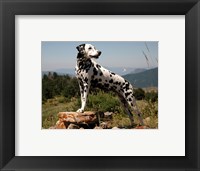 Dalmation Fine Art Print