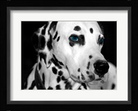 Old Blue Eyes Fine Art Print