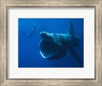 Basking Shark Fine Art Print