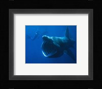 Basking Shark Fine Art Print