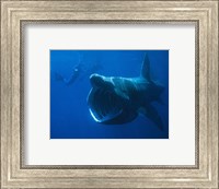 Basking Shark Fine Art Print