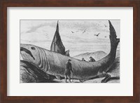 Basking Shark Harper's Weekly October 24, 1868 Fine Art Print